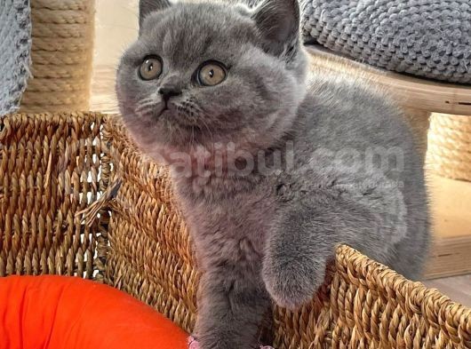 British Shorthair Yavruları görsel