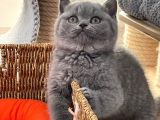 British Shorthair Yavruları