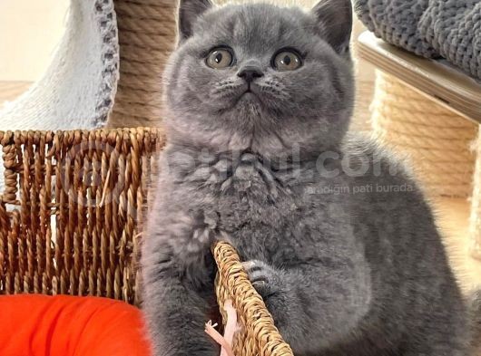 British Shorthair Yavruları görsel