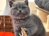 British Shorthair Yavruları