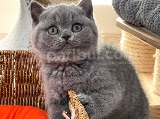 British Shorthair Yavruları görsel