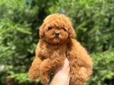 Red Brown Toy Poodle Di̇şi̇ Yavrularimiz