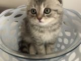 Scotish Fold Sıfır Kulak Silver Tabby Erkek