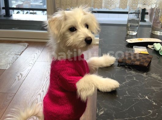11 Aylık Dişi Maltes Terrier görsel