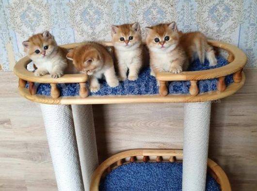 Golden British Shorthair  Yavrular görsel
