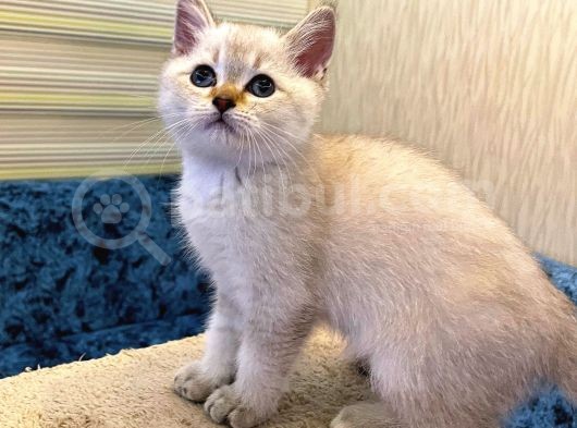 Safkan Bri̇ti̇sh Ankara görsel