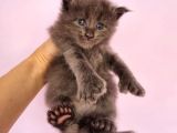 Mainecoon Poly 6 Parmaklı Xl