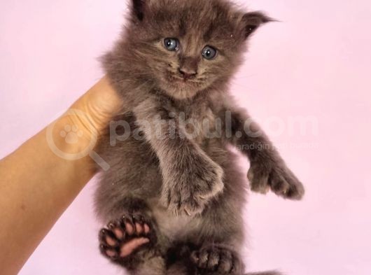 Mainecoon Poly 6 Parmaklı Xl
