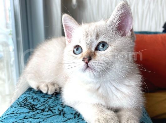 Safkan Bri̇ti̇sh Ankara görsel