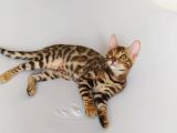 Show Class Bengal Dişi 4 Aylık