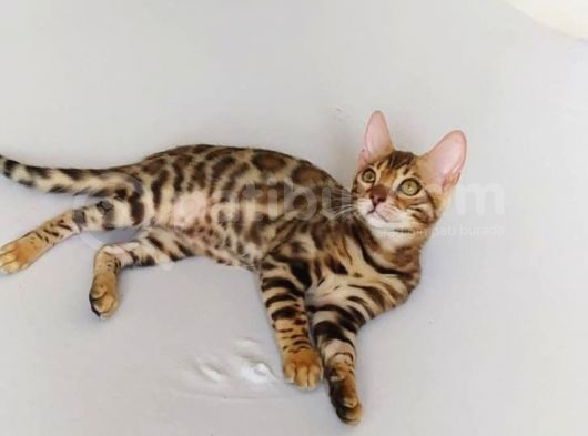 Show Class Bengal Dişi 4 Aylık görsel