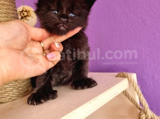 Mainecoon Poly 6 Parmaklı Xl görsel