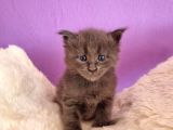 Mainecoon Poly 6 Parmaklı Xl