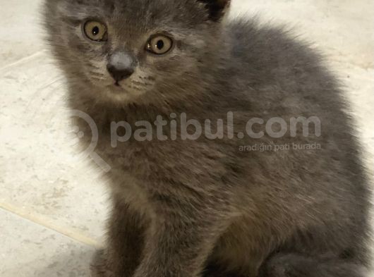 British Shorthair Erkek Yavrular görsel