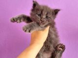 Mainecoon Poly 6 Parmaklı Xl