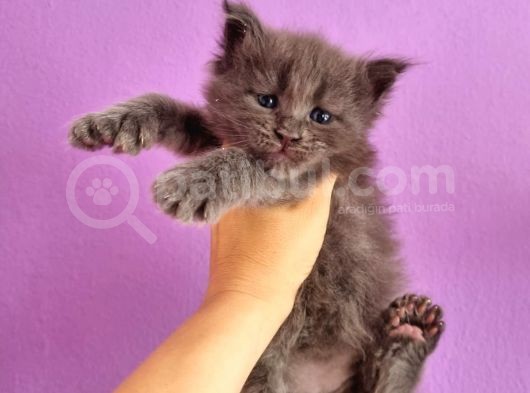 Mainecoon Poly 6 Parmaklı Xl görsel