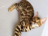 Show Class Bengal Dişi 4 Aylık