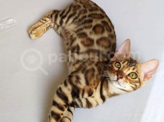 Show Class Bengal Dişi 4 Aylık