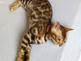 Show Class Bengal Dişi 4 Aylık