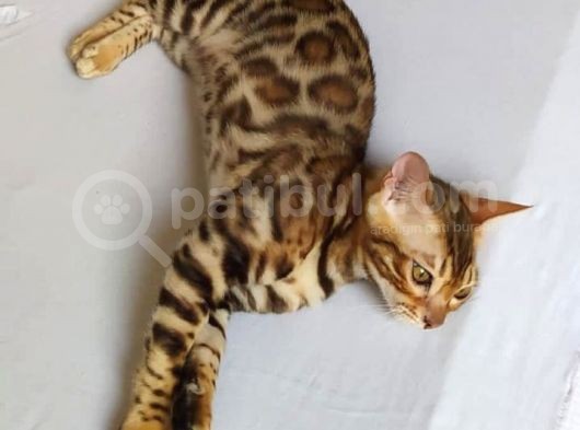 Show Class Bengal Dişi 4 Aylık görsel