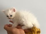 Lila’nın Yavruları