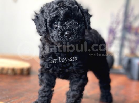 Orjinal Black Toy Poodle Erkek Yavrumuz görsel