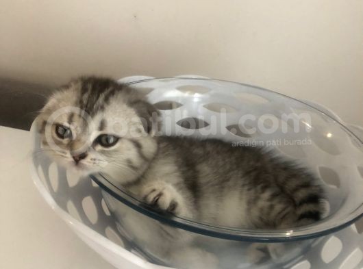Scotish Fold Sıfır Kulak Silver Tabby Erkek görsel