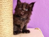 Mainecoon Poly 6 Parmaklı Xl