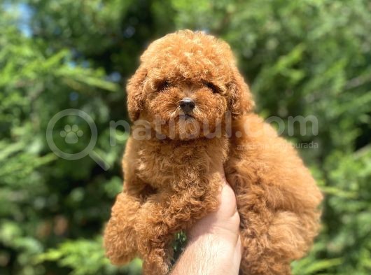 Red Brown Toy Poodle Di̇şi̇ Yavrularimiz