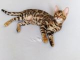 Show Class Bengal Dişi 4 Aylık