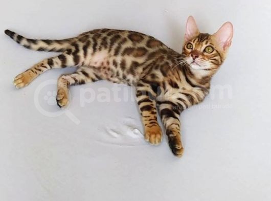 Show Class Bengal Dişi 4 Aylık görsel