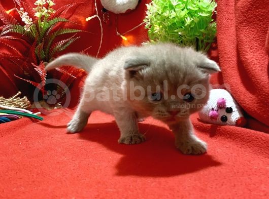 Orijinal Top Kafa Scotish Fold Lilac Yavrumuz görsel