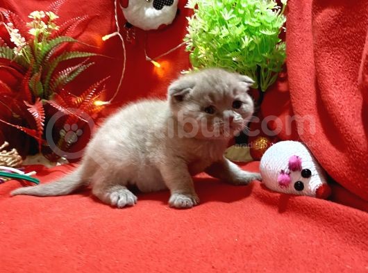 Orijinal Top Kafa Scotish Fold Lilac Yavrumuz görsel