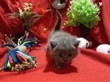 Orijinal British Shorthair Yavrumuz