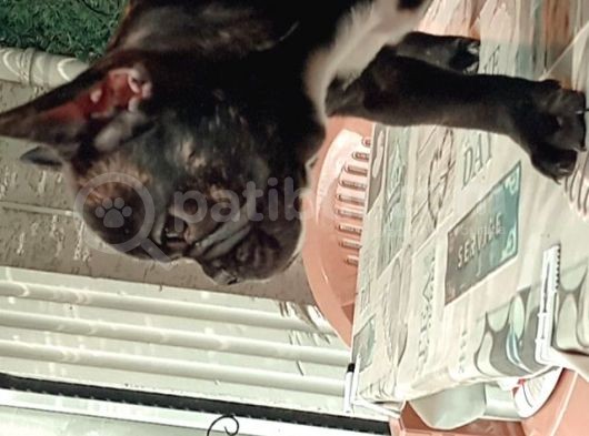 2 Aylık French Bulldog görsel