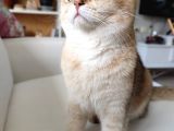 Di̇şi̇ Erkek British Shorthair Scottish Fold