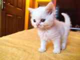 Di̇şi̇ Erkek British Shorthair Scottish Fold