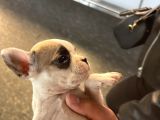 50 Günlük French Buldog Yavrularımız Dişi Ve Erkek