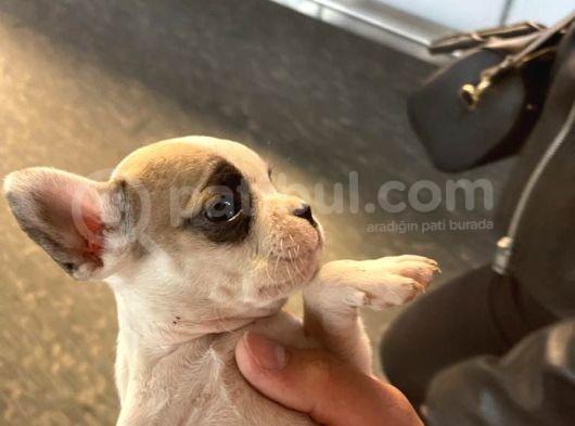 50 Günlük French Buldog Yavrularımız Dişi Ve Erkek görsel