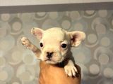 50 Günlük French Buldog Yavrularımız Dişi Ve Erkek