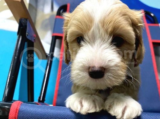 Afacan Malti̇poo Yavrular Hazir