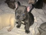 Blue French Bebişler