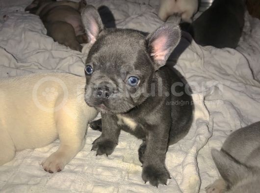 Blue French Bebişler görsel