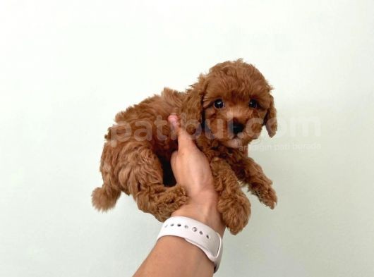 Orjinal Toy Poodle Redbrown görsel