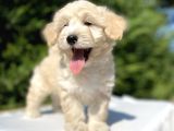 Di̇zayn Irk Orji̇nal Malti̇poo Bebekler