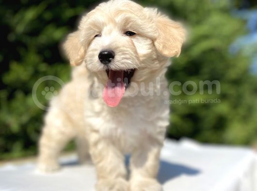Di̇zayn Irk Orji̇nal Malti̇poo Bebekler görsel
