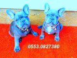 Blue Quad French Bulldog Coco Crem Tan Carri̇er