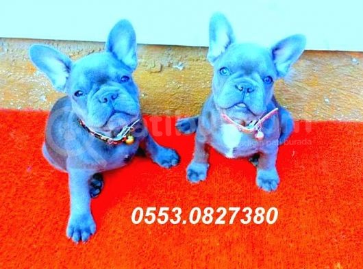 Blue Quad French Bulldog Coco Crem Tan Carri̇er