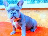 Blue Quad French Bulldog Coco Crem Tan Carri̇er