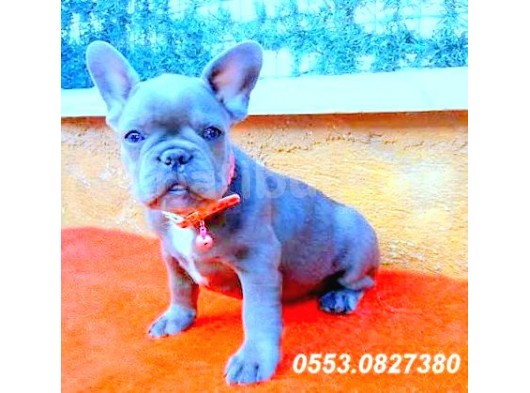 Blue Quad French Bulldog Coco Crem Tan Carri̇er görsel